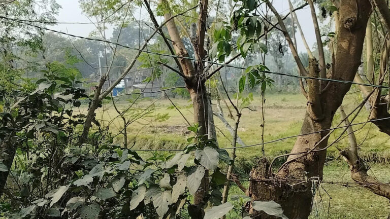 সাতক্ষীরা সীমান্তে বিএসএফের ৪ রাউন্ড ফাঁকা গুলি ছুড়েছে