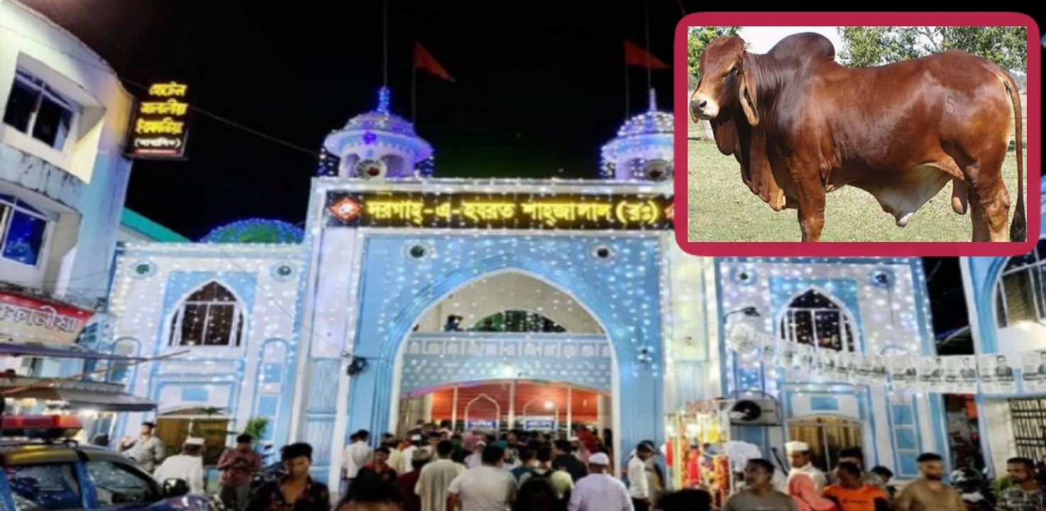 একটি গরুই নাকি বিক্রি করা হয় সাতবার শাহজালাল (রহ.)-এর মাজারে